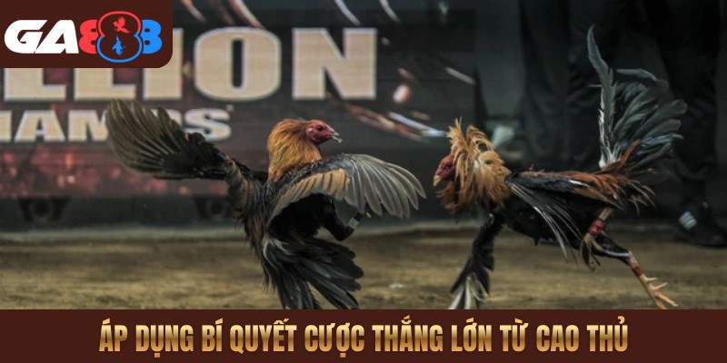 Áp dụng bí quyết cược thắng lớn từ cao thủ