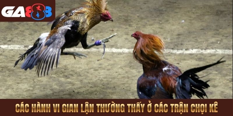 Các hành vi gian lận thường thấy ở các trận chọi kê