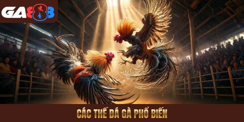 các thế đá gà phổ biến