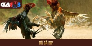 đá gà bịp