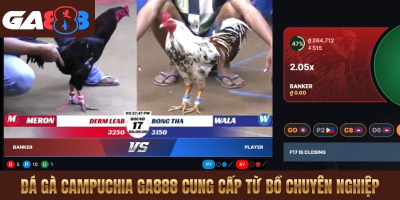 Đá gà Campuchia GA888 cung cấp từ bồ chuyên nghiệp