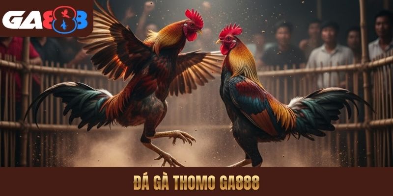 Đá gà Thomo GA888