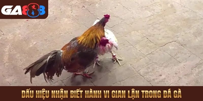 Dấu hiệu nhận biết hành vi gian lận trong đá gà