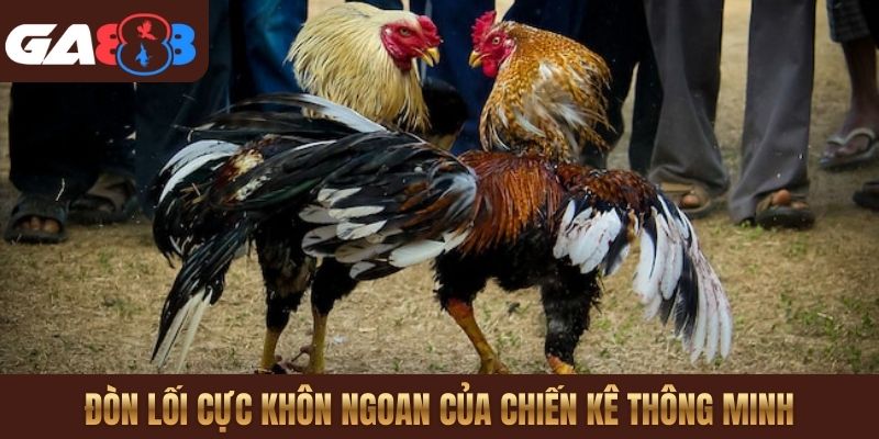 Đòn lối cực khôn ngoan của chiến kê thông minh