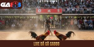 Live đá gà GA888