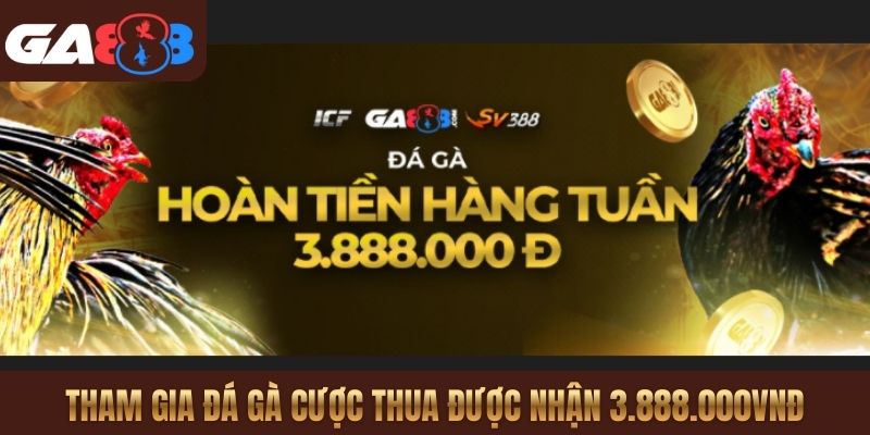 Tham gia đá gà cược thua được nhận 3.888.000VNĐ