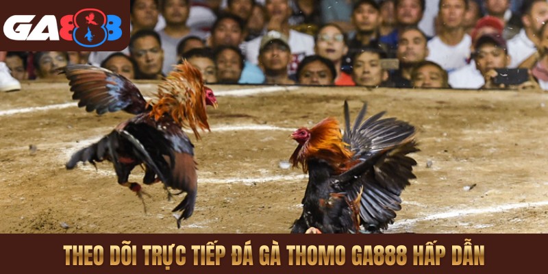 Theo dõi trực tiếp đá gà Thomo GA888 hấp dẫn