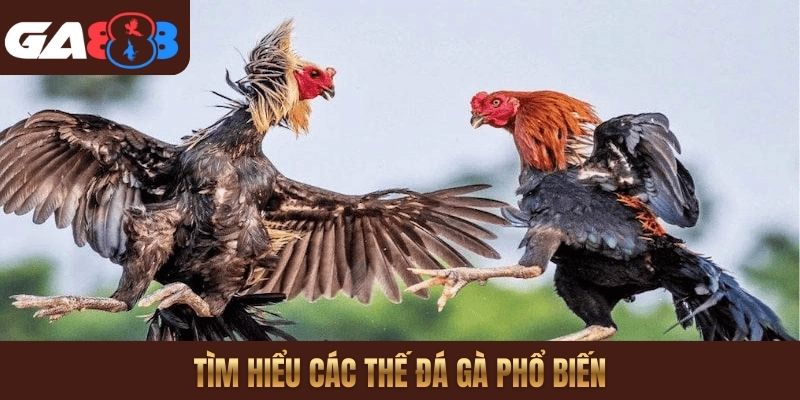 Tìm hiểu các thế đá gà phổ biến