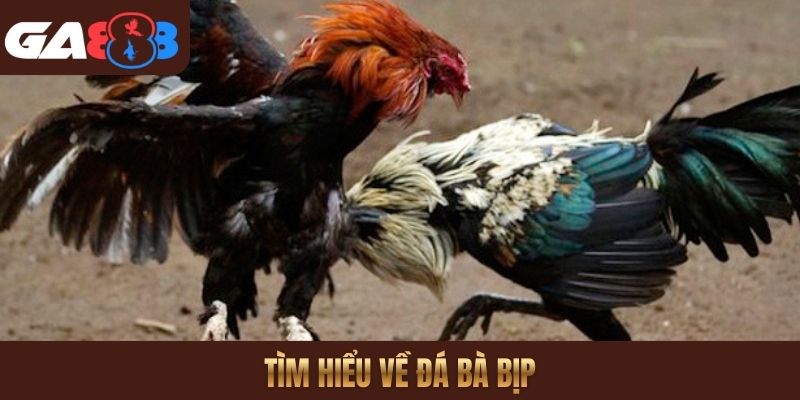 Tìm hiểu về đá bà bịp