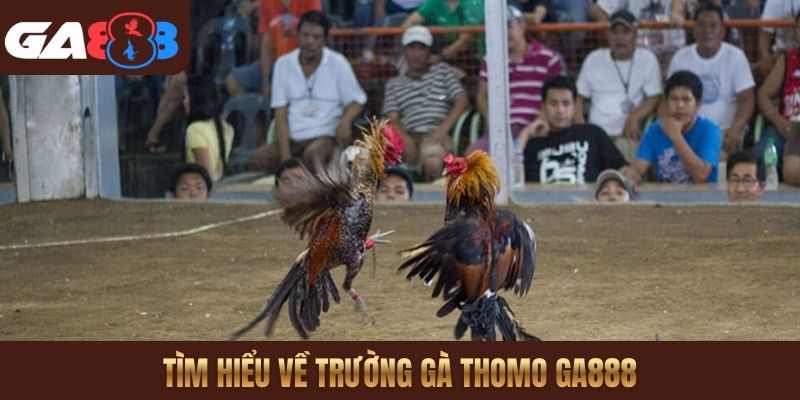 Tìm hiểu về trường gà Thomo GA888