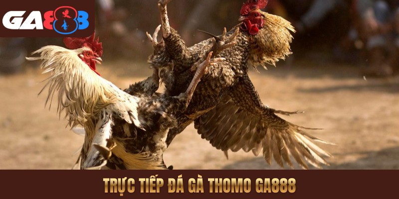 Trực tiếp đá gà Thomo GA888