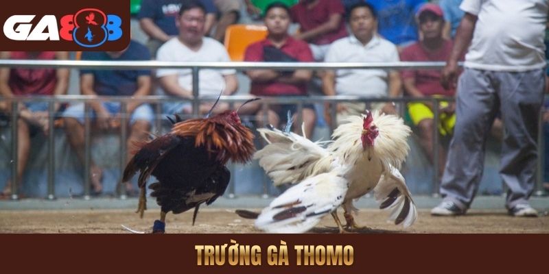 Trường gà Thomo